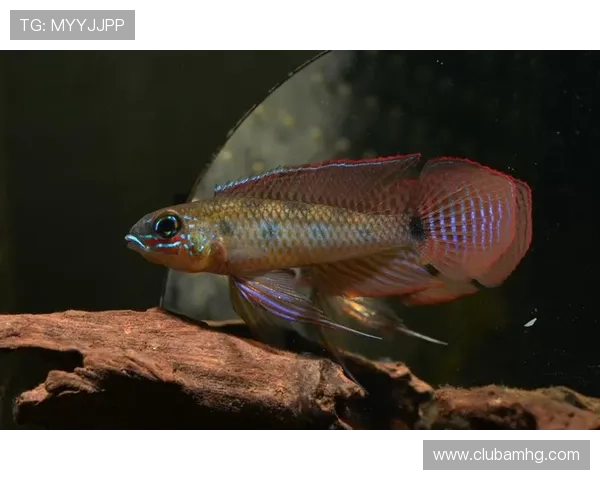 皇冠棋盘的材质与材料选择，分析不同材质对皇冠棋盘价值与美观的影响